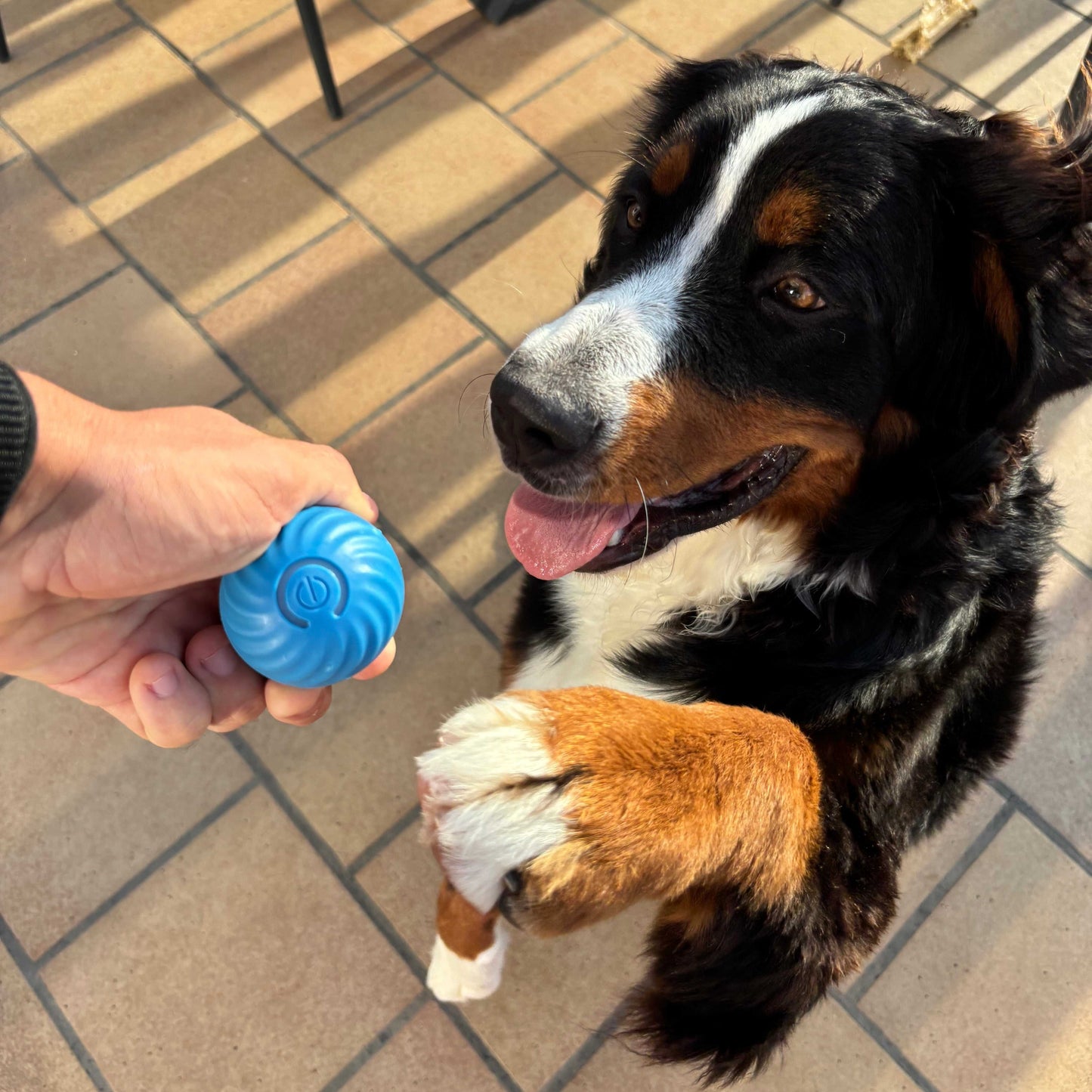 Pelota Interactiva para Mascotas