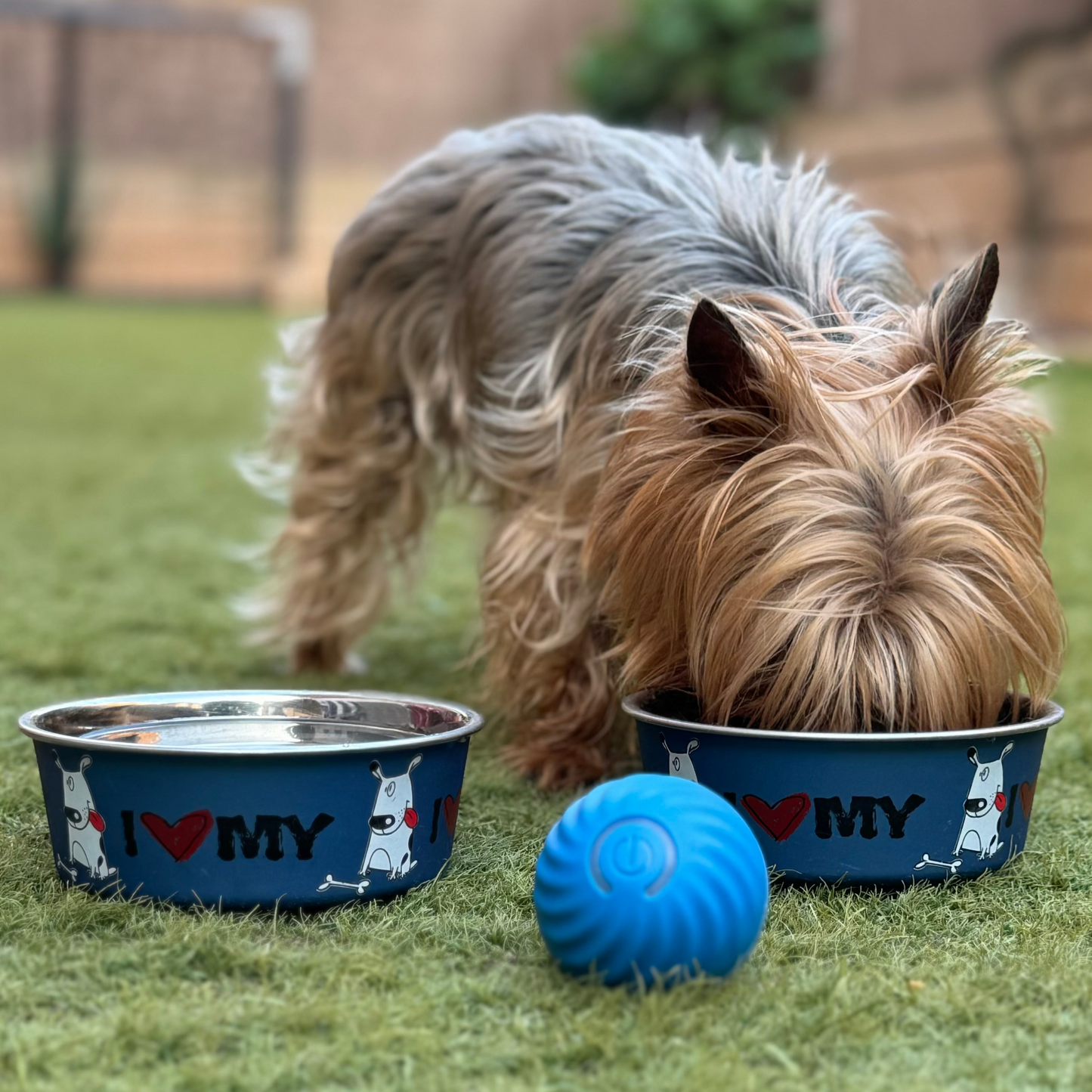 Pelota Interactiva para Mascotas